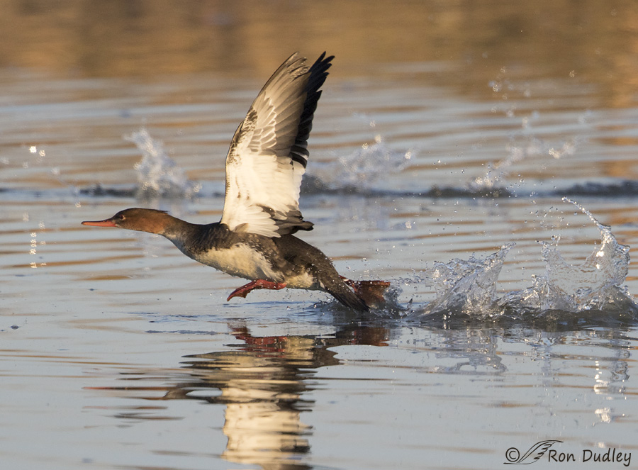 red-breasted-merganser-0199-ron-dudley