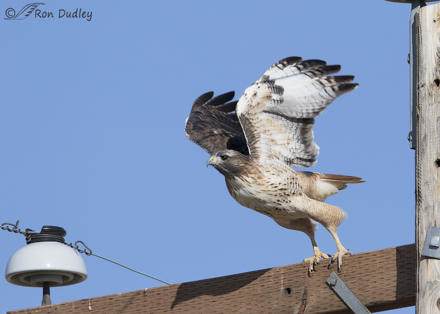red-tailed-hawk-0157b-ron-dudley