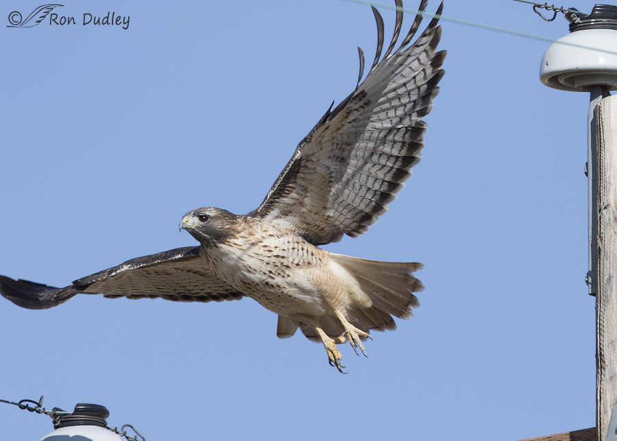 red-tailed-hawk-0158b-ron-dudley