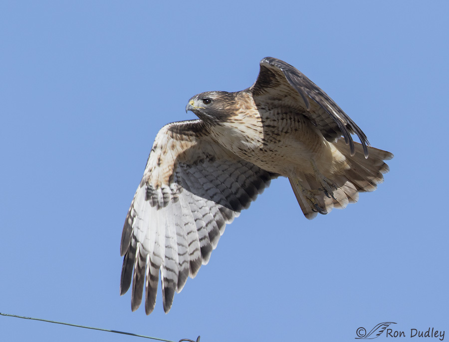 red-tailed-hawk-0159b-ron-dudley