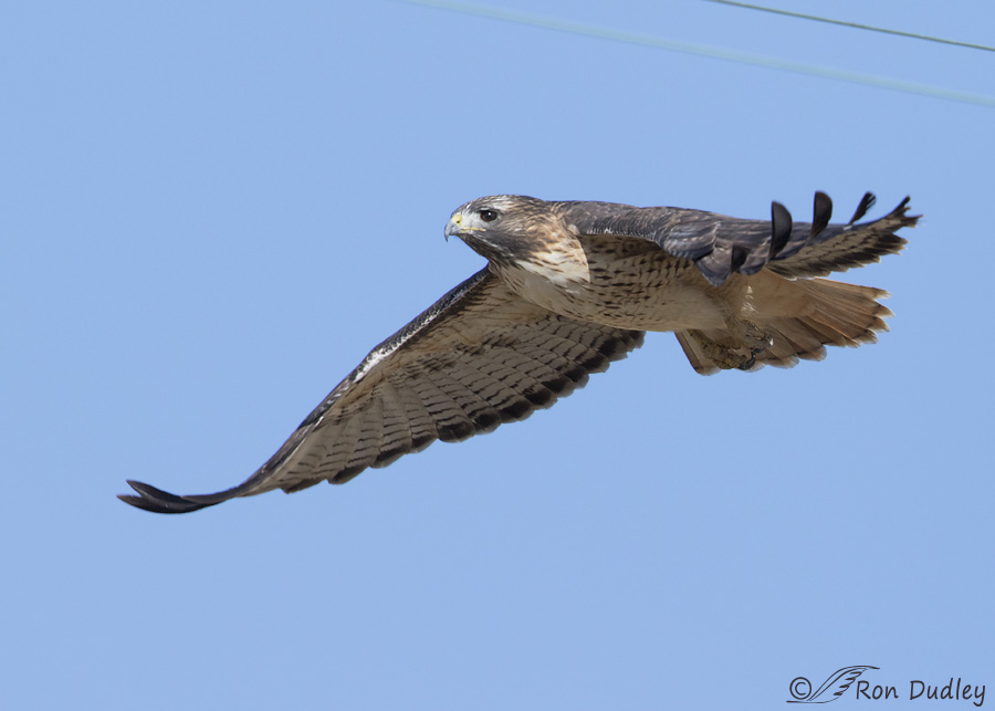 red-tailed-hawk-0161b-ron-dudley