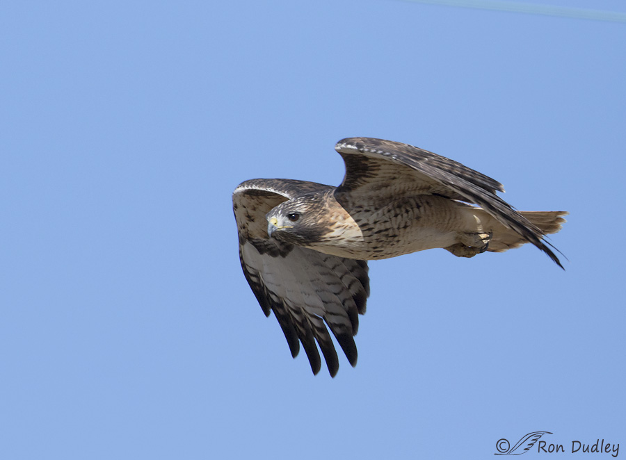 red-tailed-hawk-0165b-ron-dudley