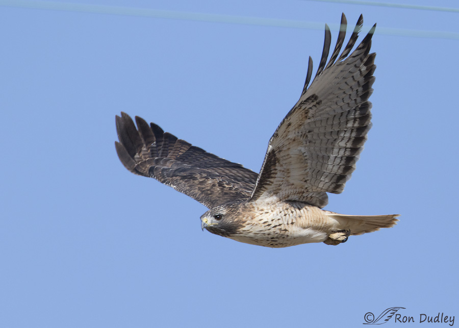 red-tailed-hawk-0166b-ron-dudley