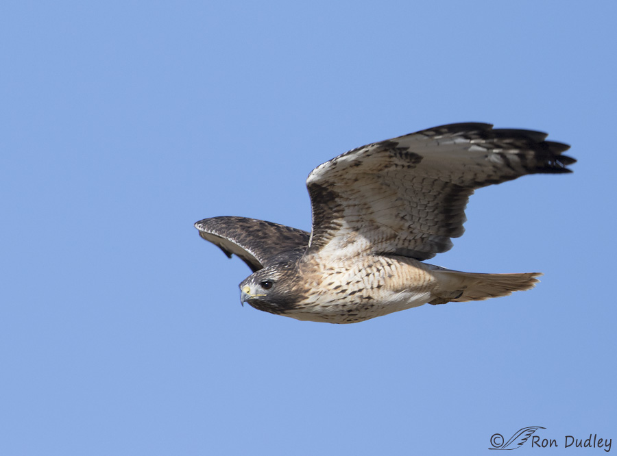 red-tailed-hawk-0168b-ron-dudley