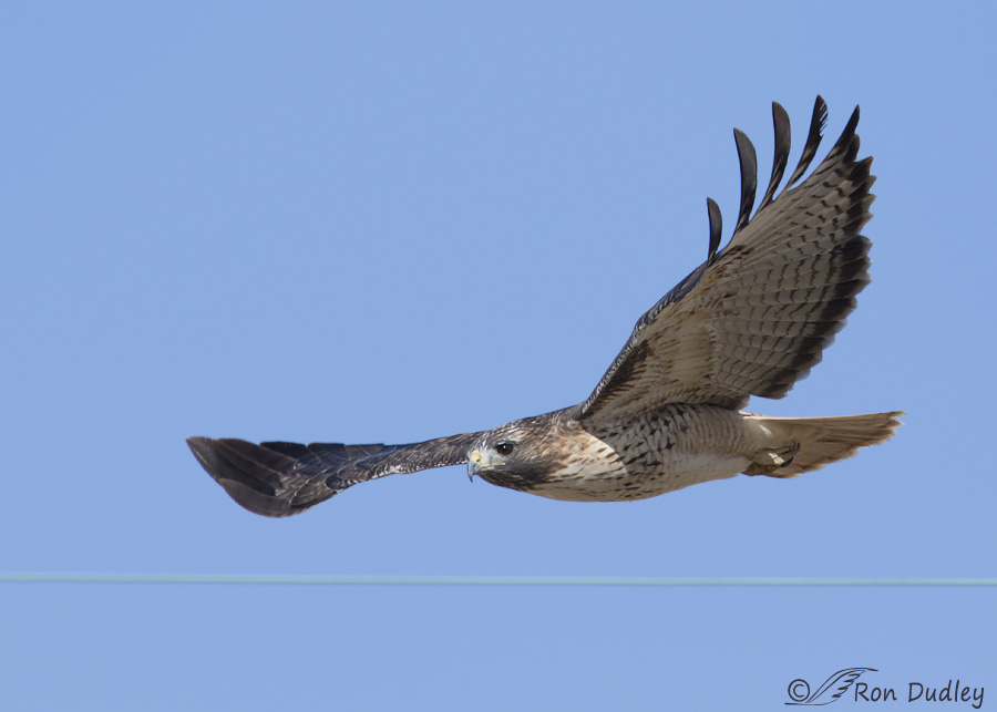 red-tailed-hawk-0169b-ron-dudley