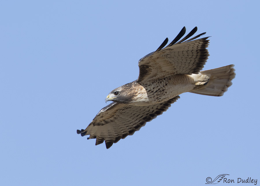 red-tailed-hawk-0179b-ron-dudley