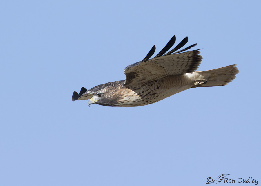 red-tailed-hawk-0190b-ron-dudley