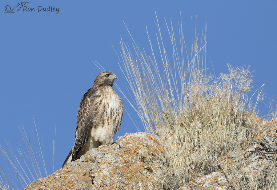red-tailed-hawk-6100-ron-dudley