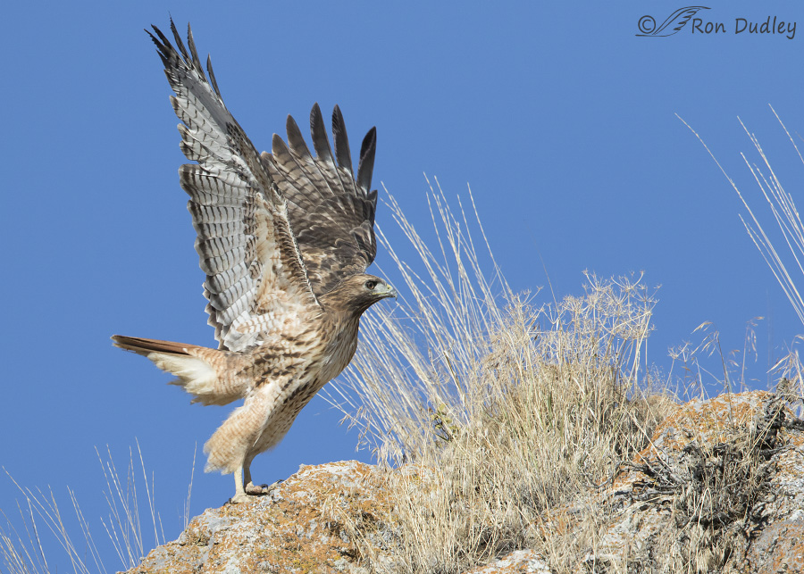 red-tailed-hawk-6113-ron-dudley