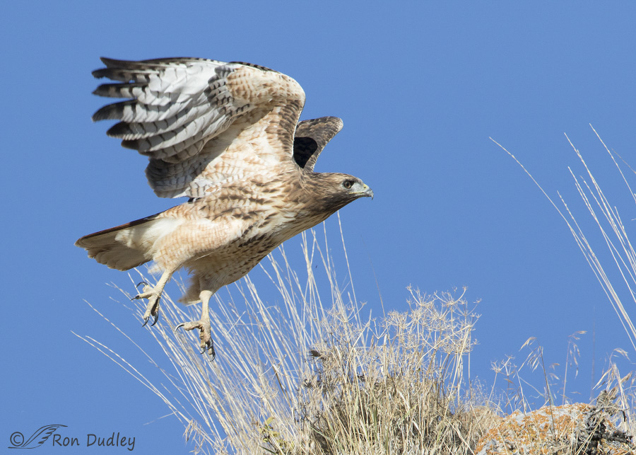 red-tailed-hawk-6115-ron-dudley