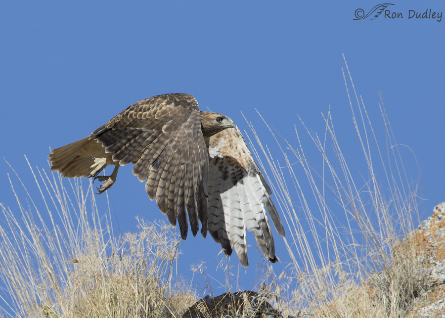 red-tailed-hawk-6117-ron-dudley