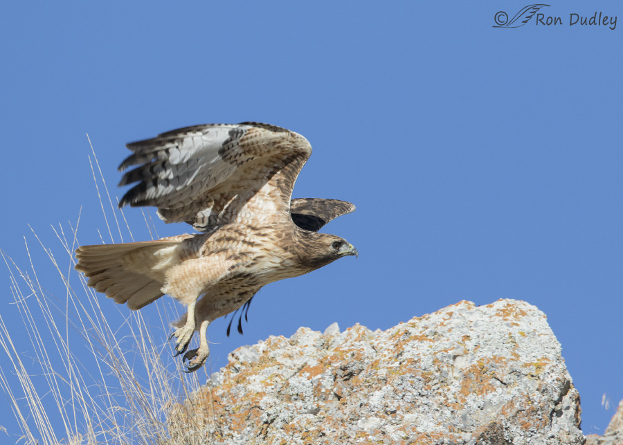 red-tailed-hawk-6120-ron-dudley
