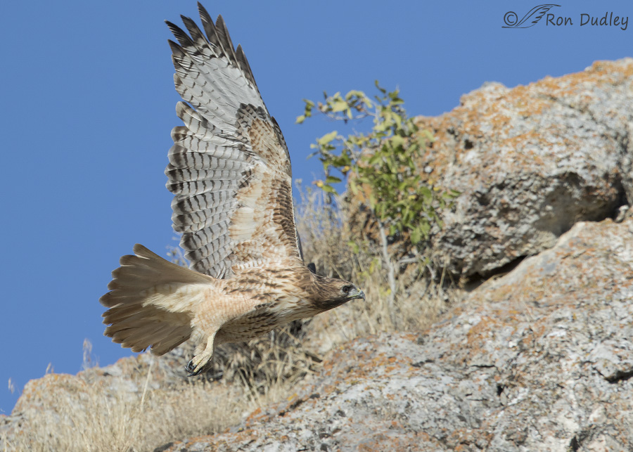 red-tailed-hawk-6123-ron-dudley