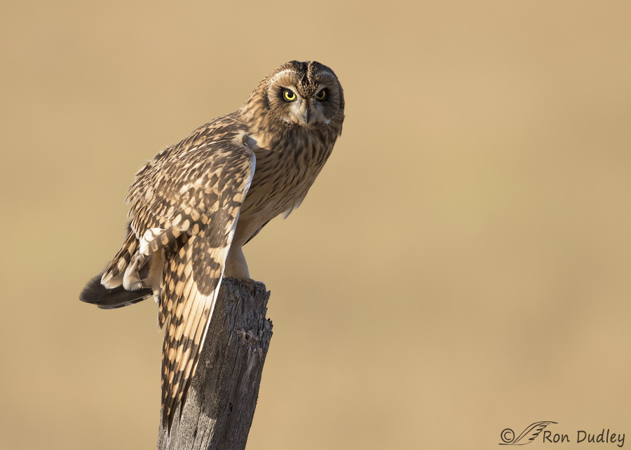short-eared-owl-5630-ron-dudley