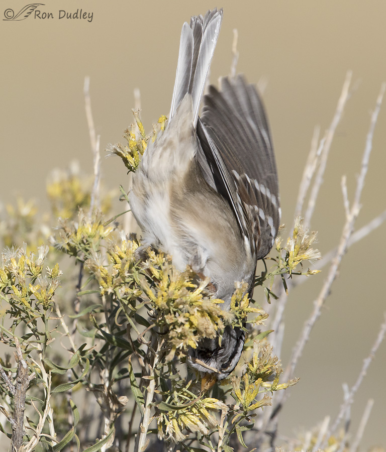 white-crowned-sparrow-7976-ron-dudley
