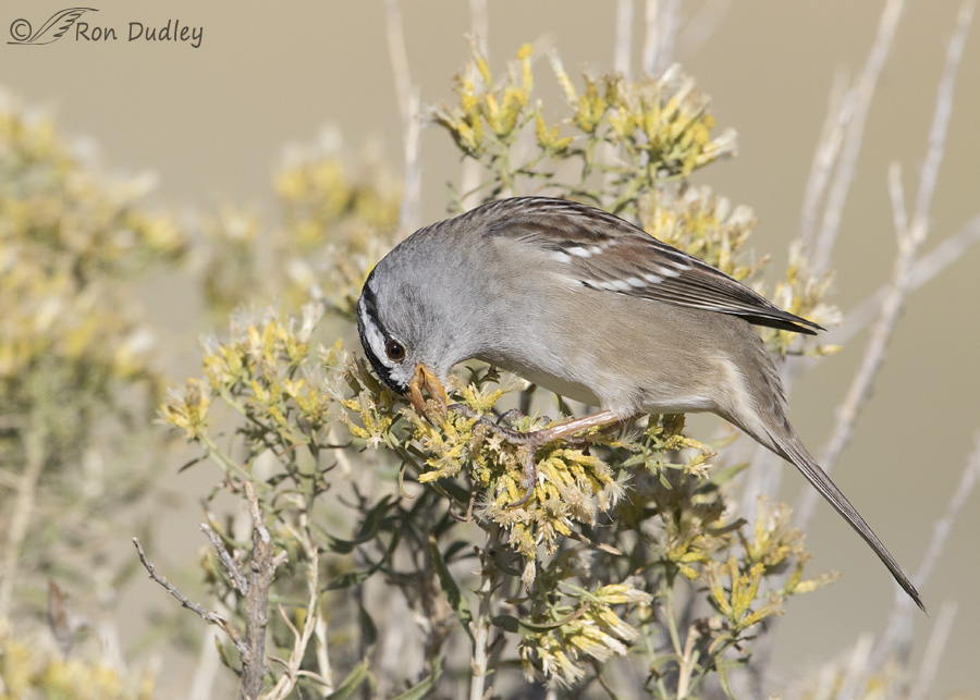 white-crowned-sparrow-8025-ron-dudley