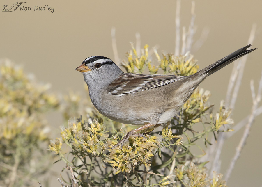 white-crowned-sparrow-8028b-ron-dudley