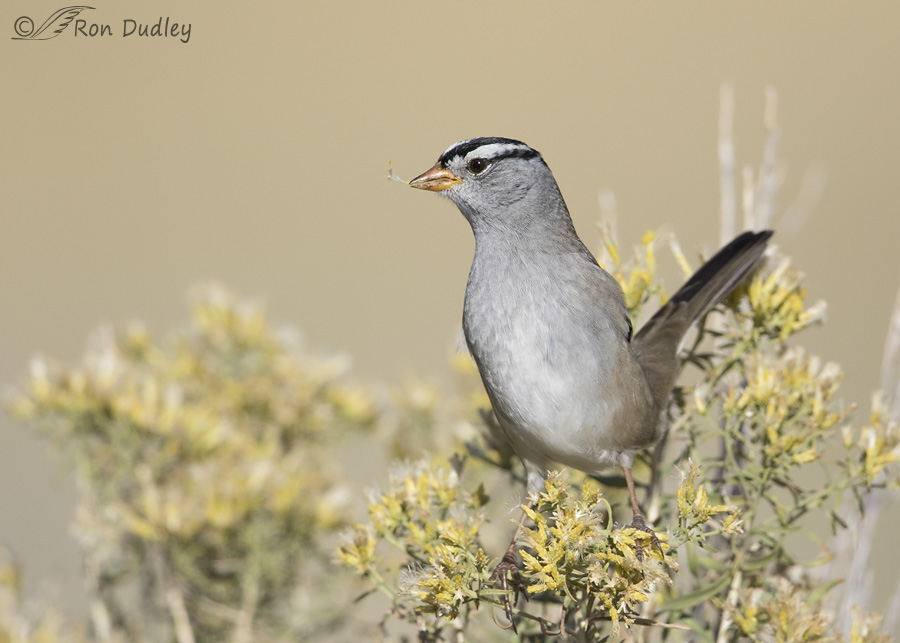 white-crowned-sparrow-8153-ron-dudley