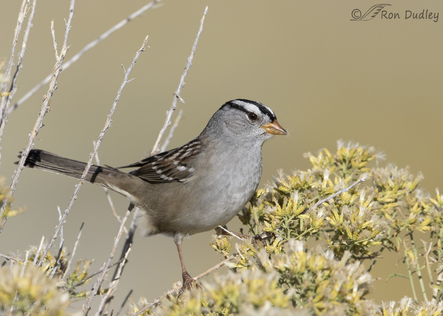 white-crowned-sparrow-8197-ron-dudley