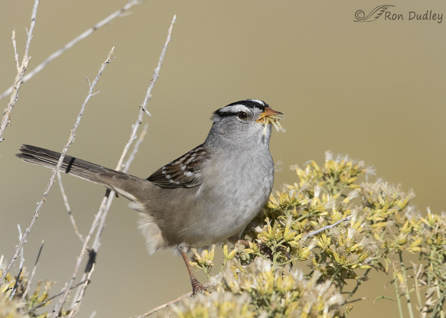 white-crowned-sparrow-8222-ron-dudley