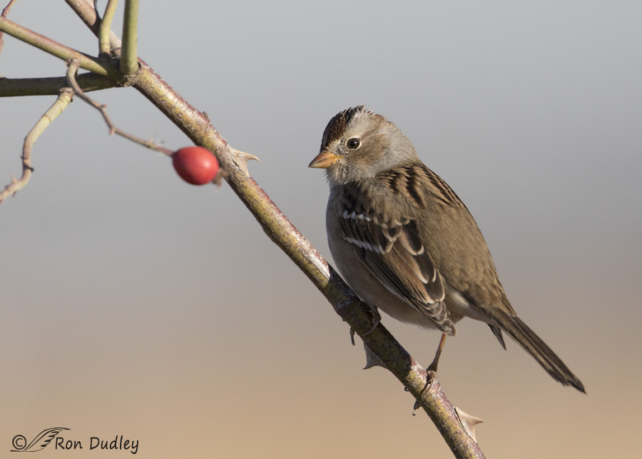 white-crowned-sparrow-8535-ron-dudley