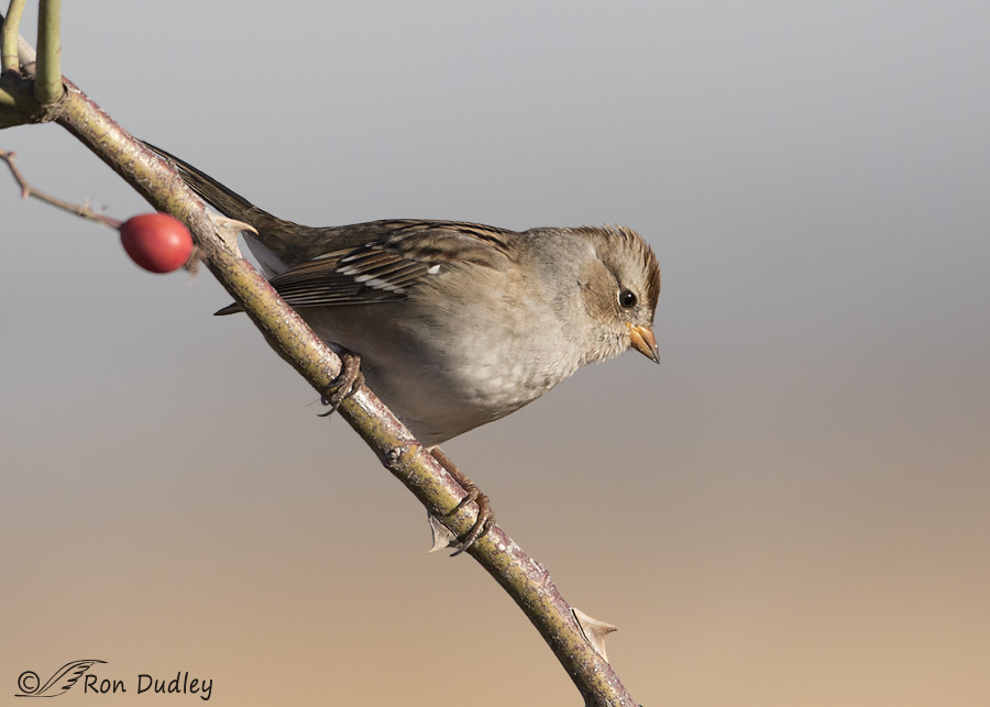 white-crowned-sparrow-8548-ron-dudley