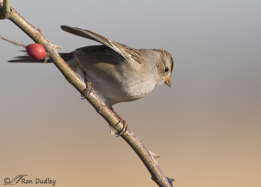 white-crowned-sparrow-8554b-ron-dudley