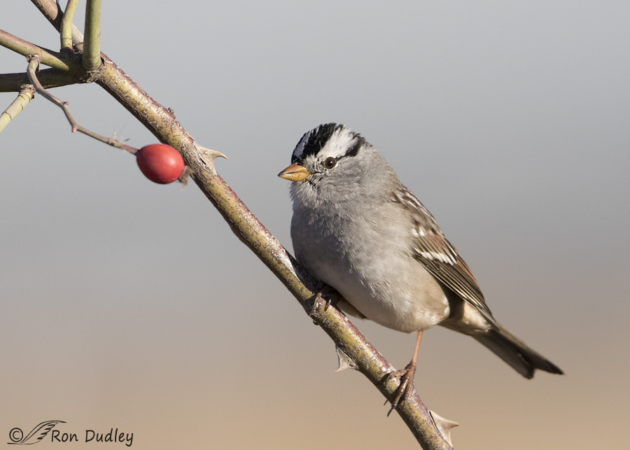 white-crowned-sparrow-8622-ron-dudley