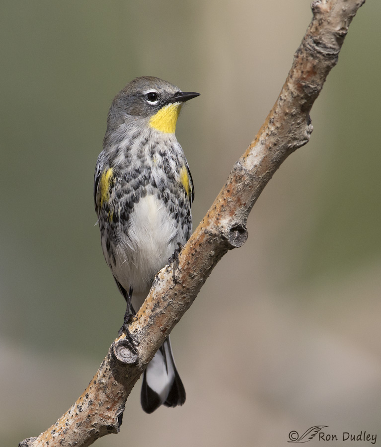 yellow-rumped-warbler-5423-ron-dudley