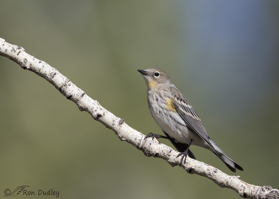 yellow-rumped-warbler-6449-ron-dudley