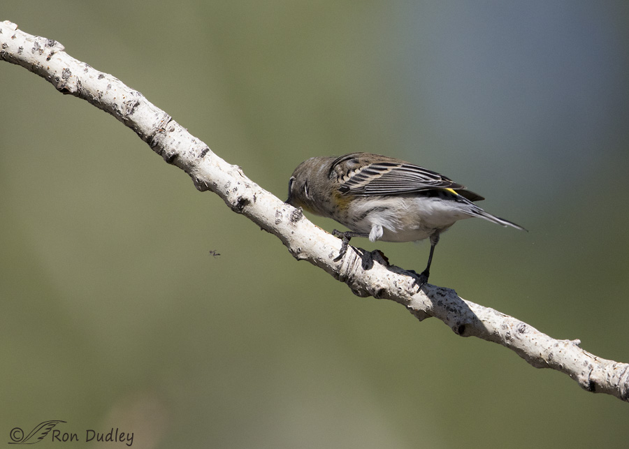 yellow-rumped-warbler-6458-ron-dudley