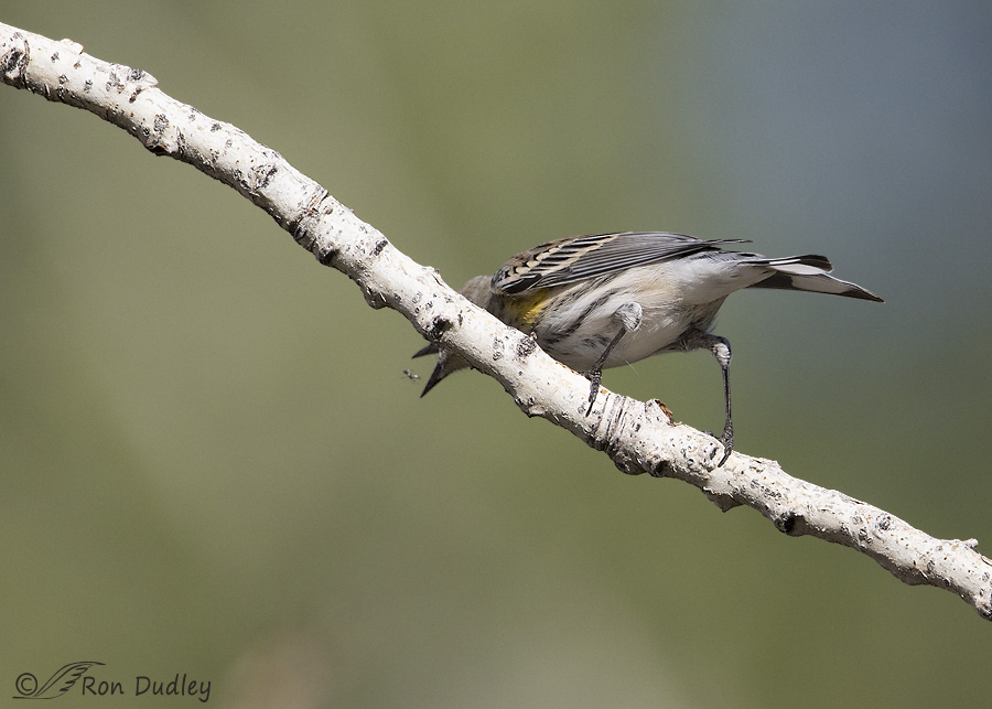yellow-rumped-warbler-6459-ron-dudley