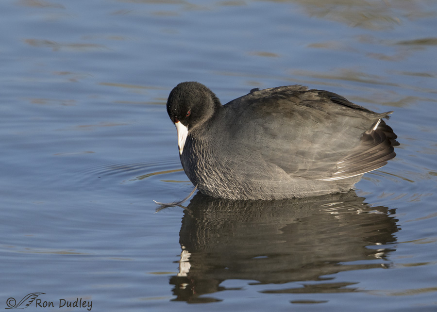 american-coot-2890-ron-dudley