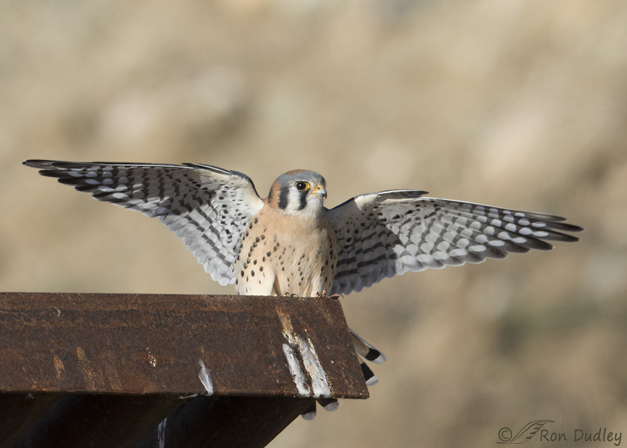 american-kestrel-3069-ron-dudley