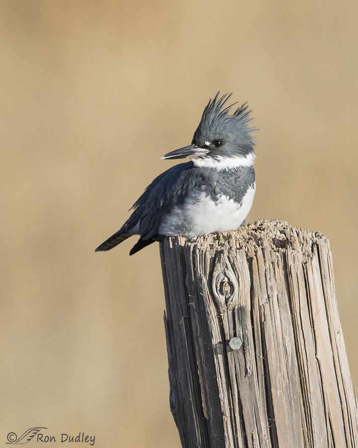 belted-kingfisher-0723-ron-dudley