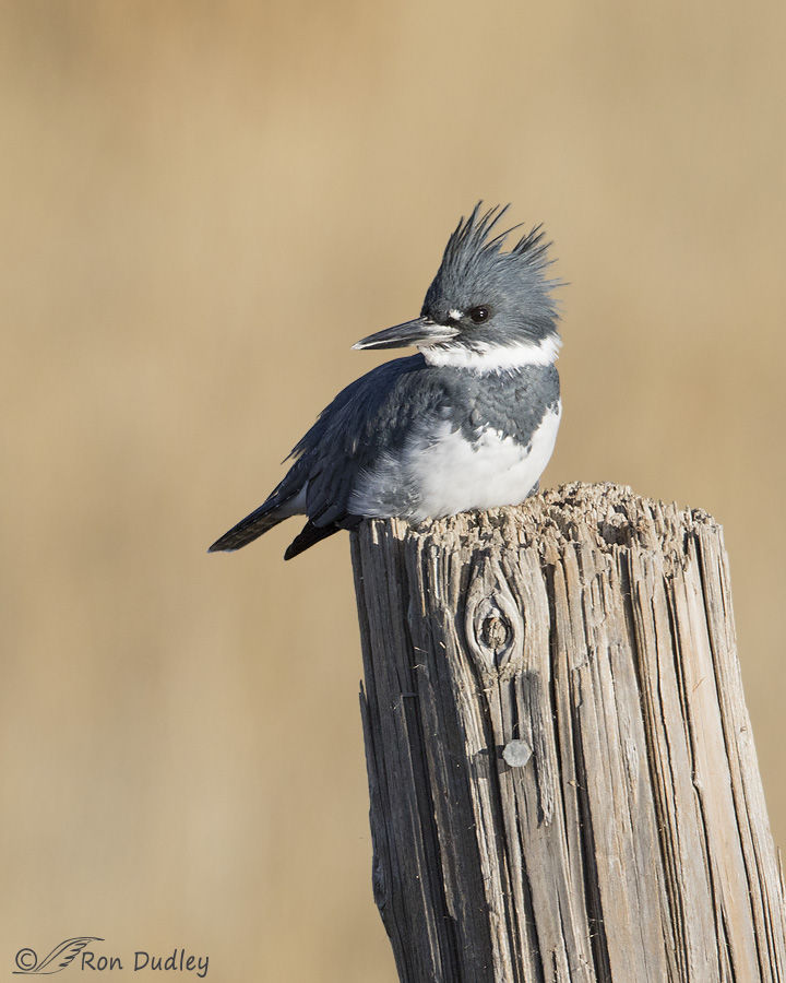 belted-kingfisher-0723-ron-dudley