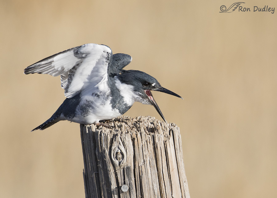 belted-kingfisher-0790-ron-dudley