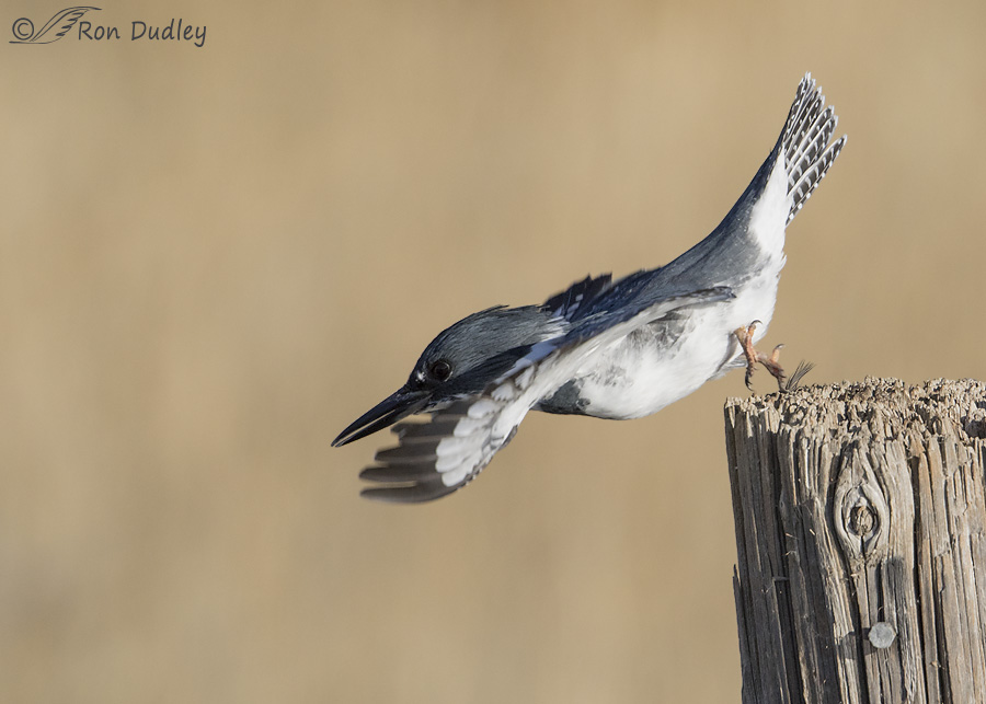 belted-kingfisher-0812-ron-dudley