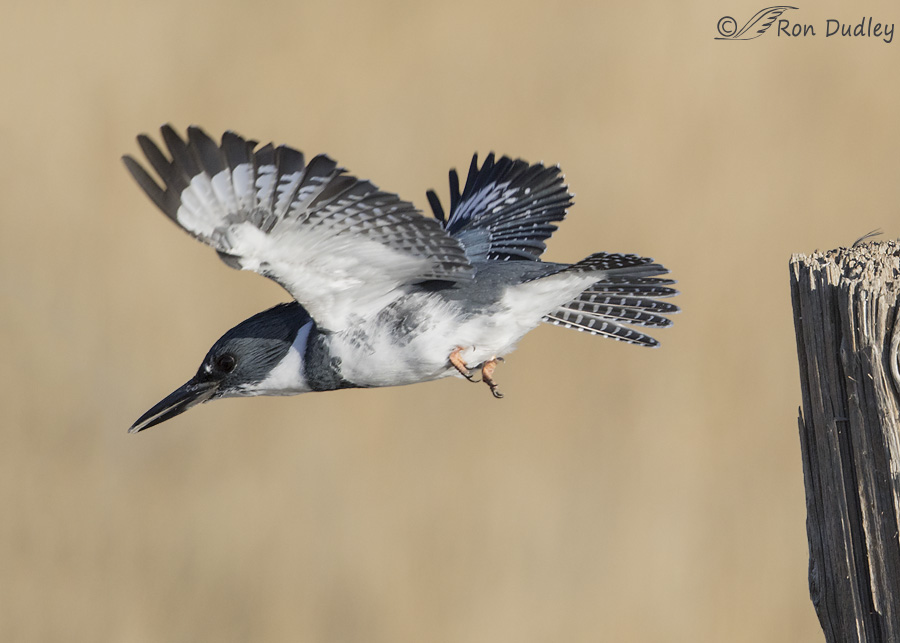 belted-kingfisher-0813-ron-dudley