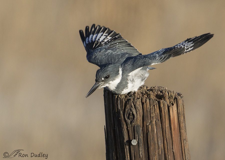 belted-kingfisher-3283-ron-dudley