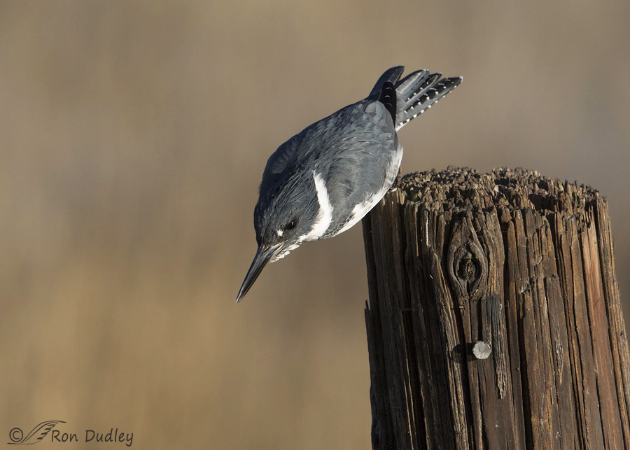 belted-kingfisher-3315b-ron-dudley