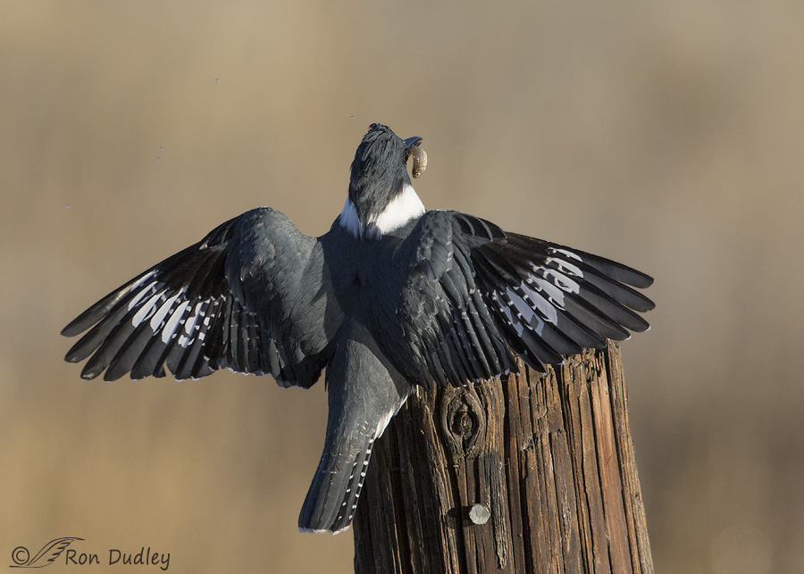 belted-kingfisher-3318-ron-dudley