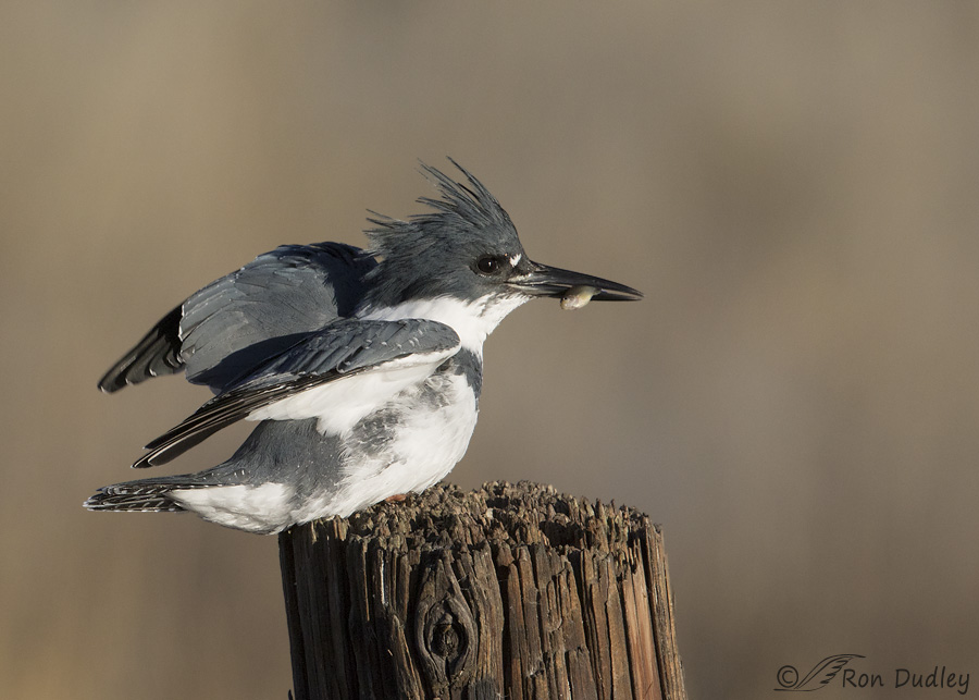 belted-kingfisher-3326-ron-dudley