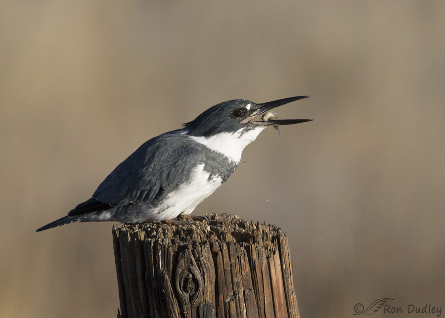 belted-kingfisher-3346-ron-dudley