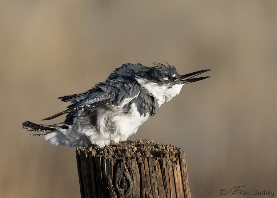 belted-kingfisher-3377-ron-dudley