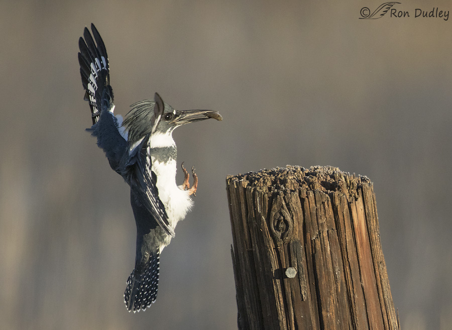 belted-kingfisher-9792c-ron-dudley