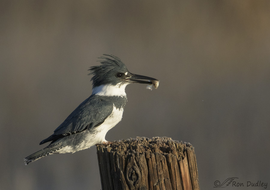 belted-kingfisher-9794b-ron-dudley