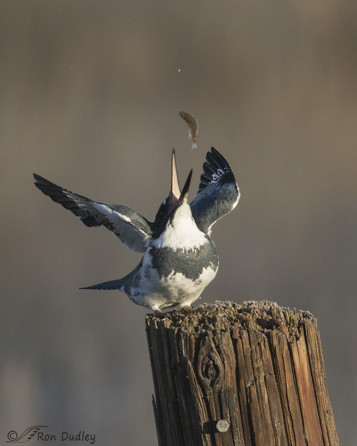 belted-kingfisher-9815-ron-dudley