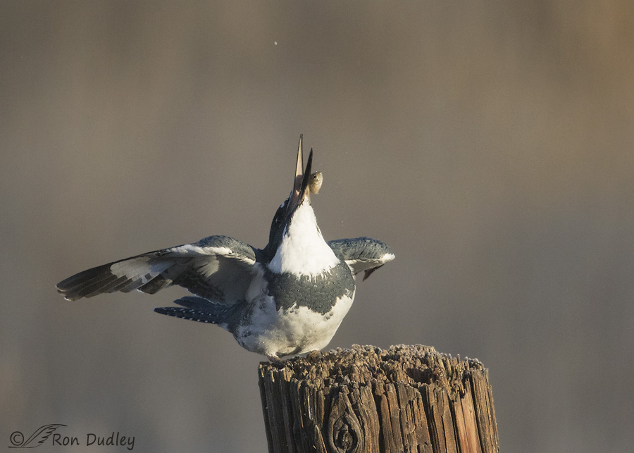 belted-kingfisher-9816-ron-dudley