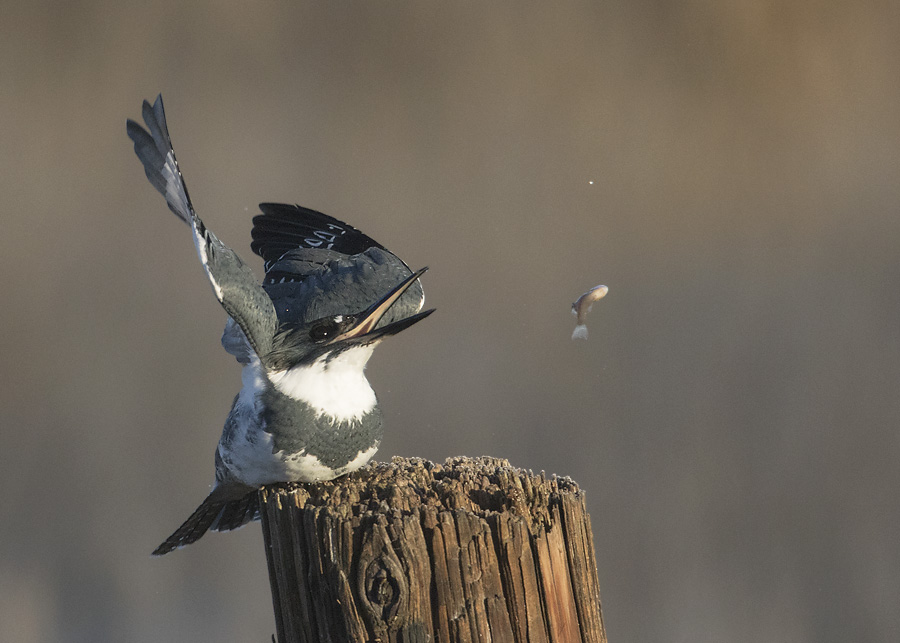 belted-kingfisher-9817-ron-dudley
